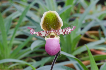 Paphiopedilum flower