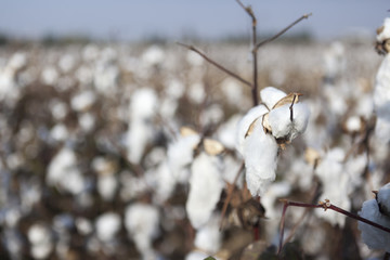 Cotton Field