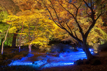 Fototapeta premium 六義園