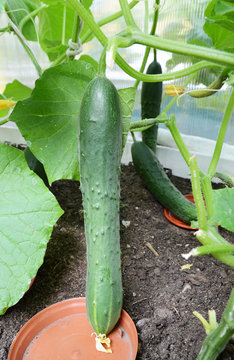 Cucumbers matured in a greenhouse