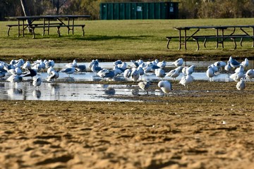 Seagulls on the beach in a pool of water