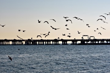 Flock of seagulls flying during sunset