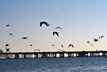 Seagulls flying during the sunset