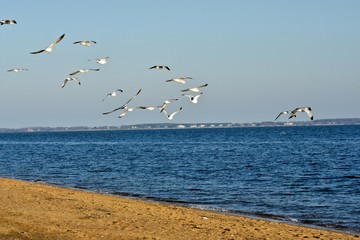 Seagulls flying over the beach