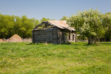 apple blossoms near the old ruined house
