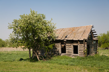 Obraz premium apple blossoms near the old ruined house
