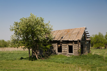apple blossoms near the old ruined house