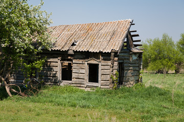 apple blossoms near the old ruined house