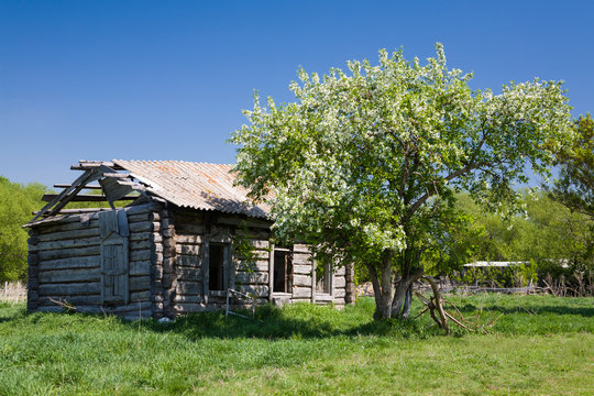 apple blossoms near the old ruined house