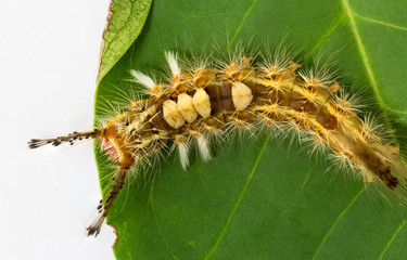 Closeup hairy caterpillar crawling on green leaf