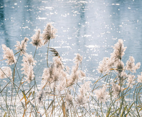 Winter river reeds backlight.