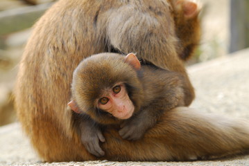 Obraz premium 淡路島モンキーセンターの猿