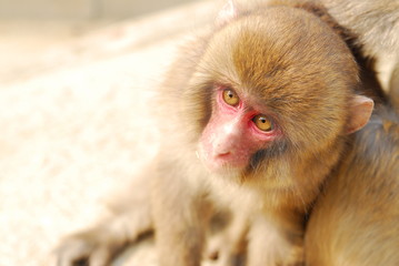 淡路島モンキーセンターの猿