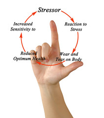 Cycle of stress