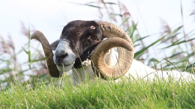 sheep with curved horns close up
