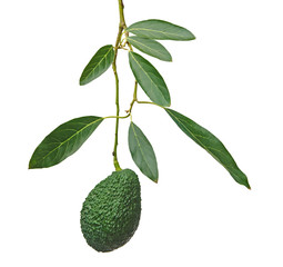 Branch of avocado