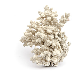 coral on white background © Dmitry