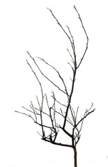 close up of dry branch