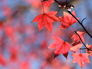紅葉　アメリカフウ