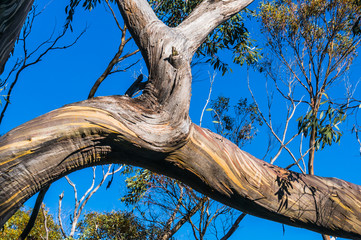 Beautiful Eucalyptus tree trunks against blue sky