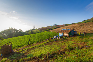 Chinese cabbage field in rural life, Thailand.