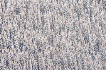 Winter forest