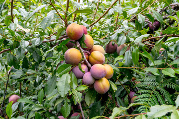 Juicy large blue yellow plums on a branch - Powered by Adobe