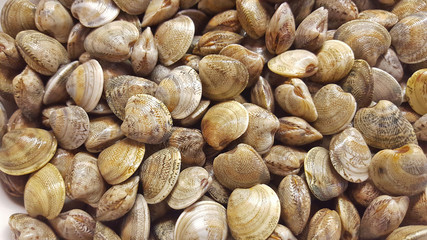 vongole 2
