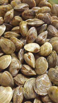 vongole 3