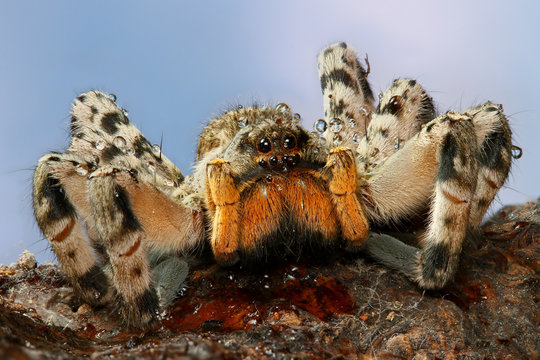 Creapy tarantula with water drops