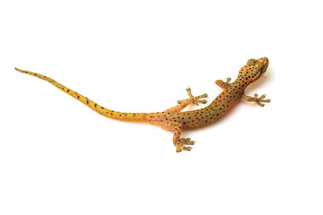 Gecko lizard isolated on white
