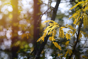 Autumn in the forest with sun rays