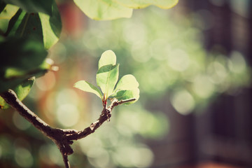 Green leaves on tree