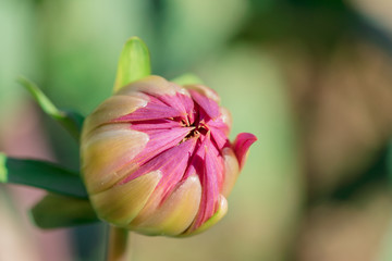 ダリアのつぼみ