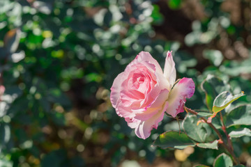 ピンクのバラ