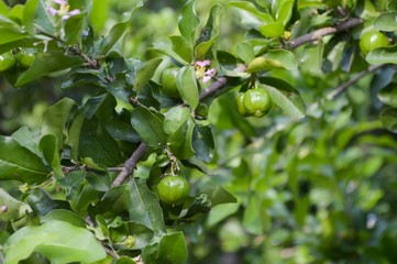 green acerola cherry tree in garden