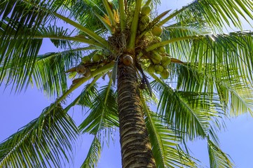 coconut tree in garden , Cocos nucifera