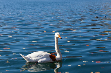 Fototapeta premium White swan on lake Bled