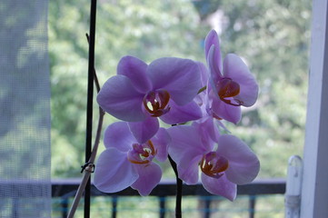 Violet-purple Orchid bloom 
