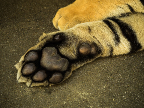  foot of Siberian Tiger