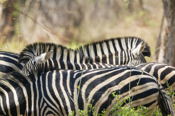 Burchell&rsquo;s zebra in Kruger National park