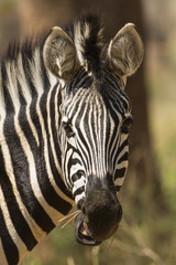 Fototapeta na wymiar Burchell’s zebra in Kruger National park
