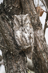 Fototapeta premium African Scops-Owl in Kruger National park