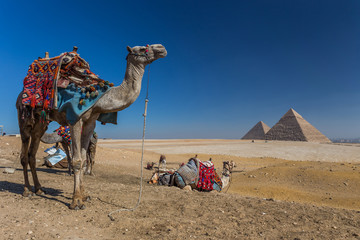 Egypt. Cairo - Giza. General view of pyramids from the Giza Plat