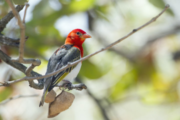 Red-headed weaver in Kruger National park