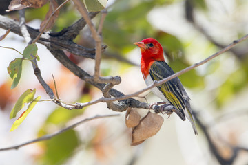 Red-headed weaver in Kruger National park