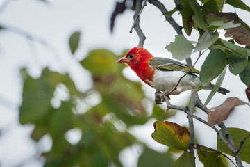 Red-headed weaver in Kruger National park