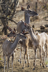 Nyala in Kruger National park