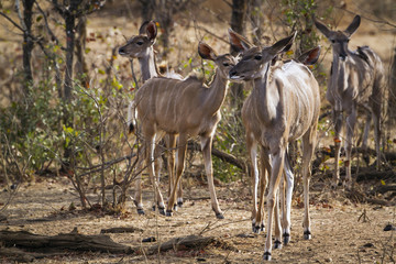 Nyala in Kruger National park