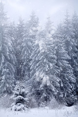Winter landscape with snowy fir trees